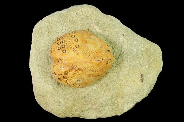 Sea Urchin (Lovenia) Fossil on Sandstone - Beaumaris, Australia #144383